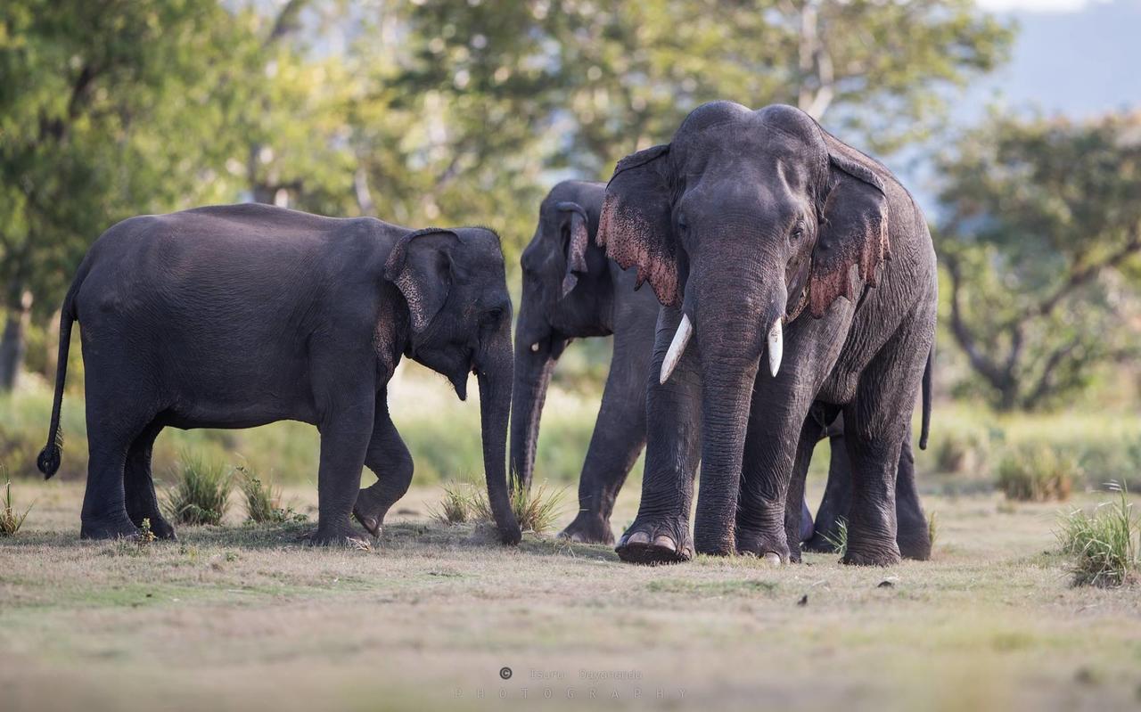 Wilpattu Dolosmahe المظهر الخارجي الصورة