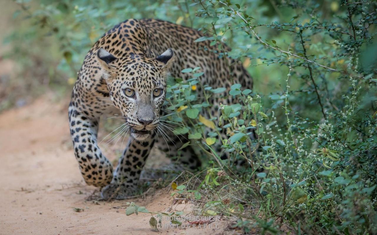 Wilpattu Dolosmahe المظهر الخارجي الصورة