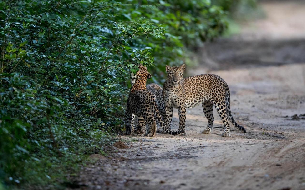 Wilpattu Dolosmahe المظهر الخارجي الصورة