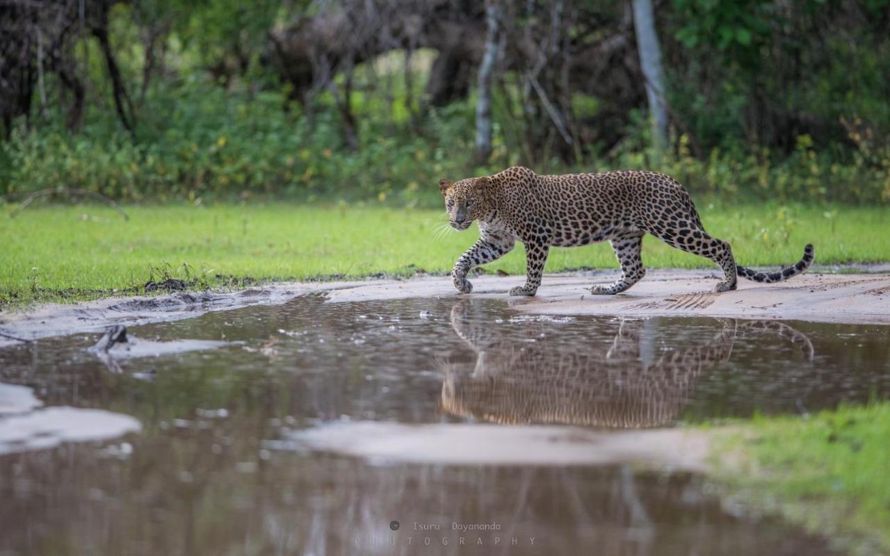 Wilpattu Dolosmahe المظهر الخارجي الصورة